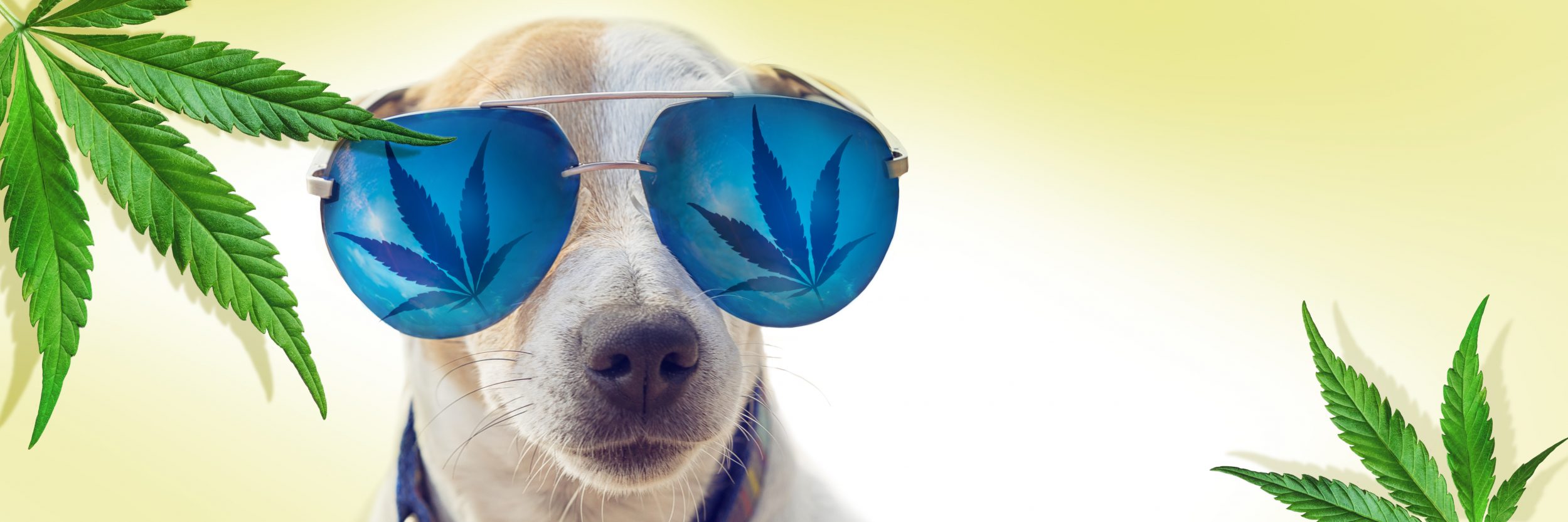 CBD For Pets